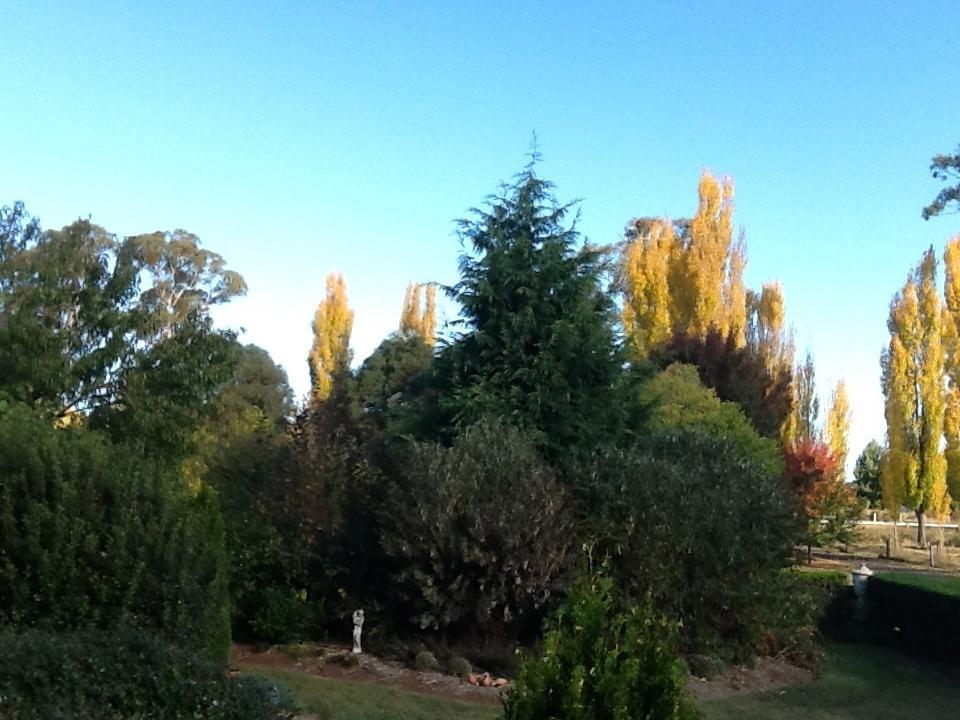 Glen Waverly Farmstay Glen Innes Δωμάτιο φωτογραφία